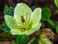Schneerosen Blüte am Ende der Blütezeit
